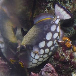 Clown triggerfish (Balistoides conspicillum)
