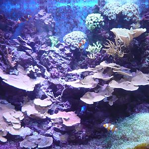 Cnidarians and Clownfish exhibit