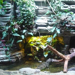 Spectacled caiman exhibit