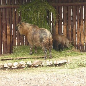 Sichuan takin with calf