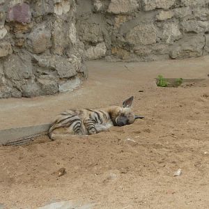 Striped hyena