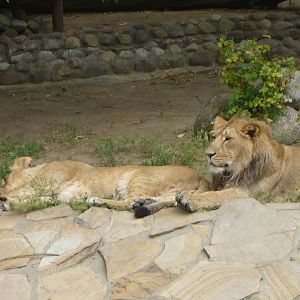 Asiatic lions