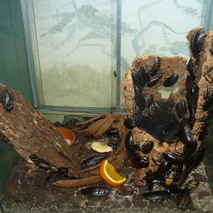 Princisia cockroaches