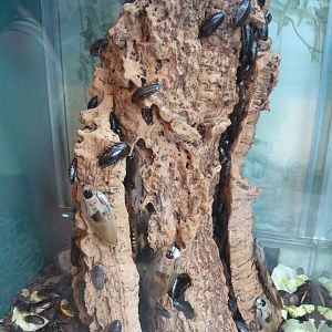 Blaberus and Blaptica cocroaches