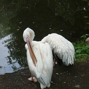 Great white pelicans