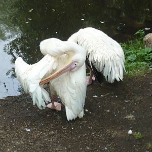 Great white pelicans