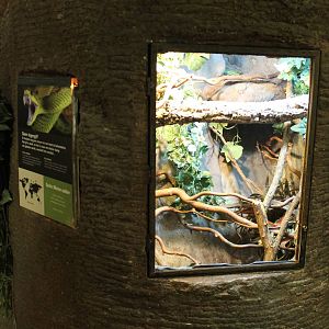 Enclosure Great Lakes bush viper