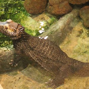Cuvier's dwarf caiman