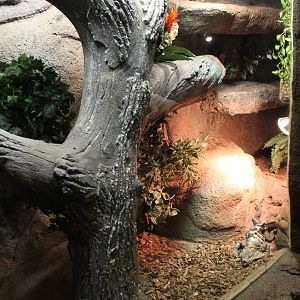 Enclosure Common spiny-tailed iguana