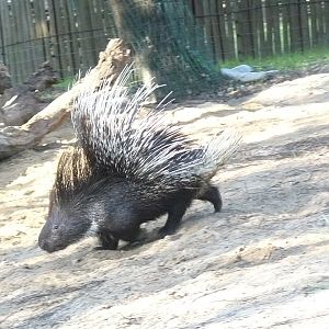 Badoca Safari Park - Hystrix cristata