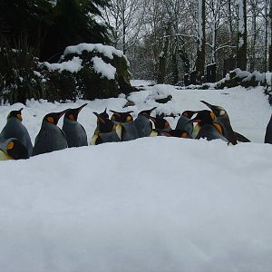 Birdland snow February 2009