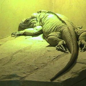Rhinoceros iguana (Cyclura cornuta)