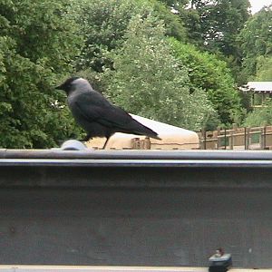Jackdaw on Monorail Track