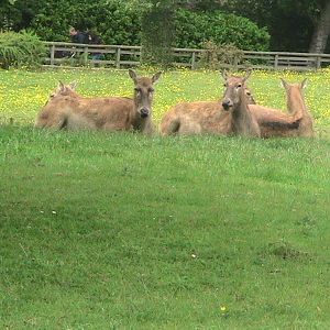 Pere David's Deer