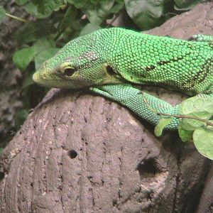 Green Monitor Lizard