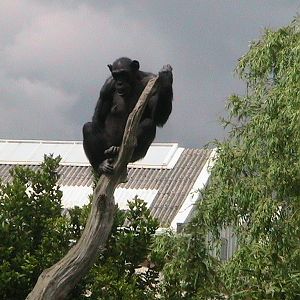 Chimp