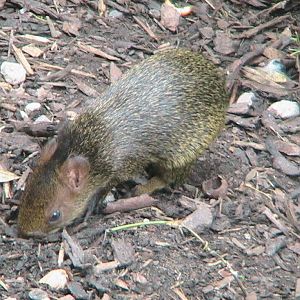 Azara's Agouti