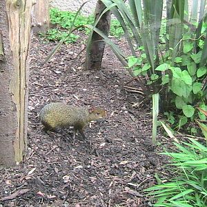 Azara's Agouti Male