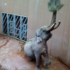 Chiang-Mei reaches for food