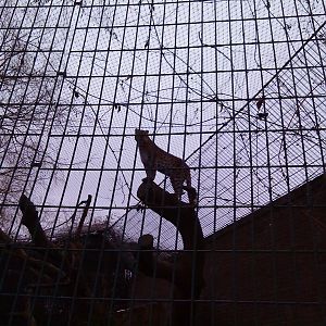 The leopard exhibit