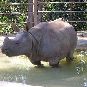 Indian Rhino 3-10-09
