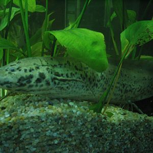 Cosmocaixa - Lungfish