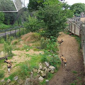 African Hunting Dog exhibit, Into Africa section