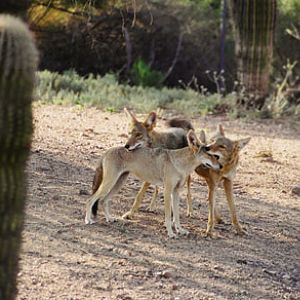 coyotes at Phoenix Zoo