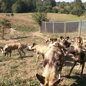 The wild african dogs feeding