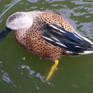 Argentine Shoveler (Anas platalea)