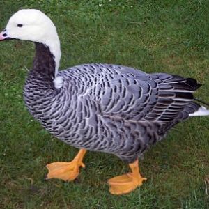 Emperor Goose (Anser (Chen) canagicus)