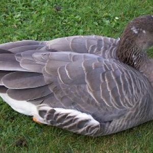 Lesser White-fronted Goose (Anser erythropus)