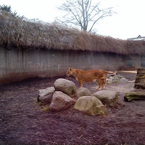 Mother lion with cub, picture 3 of 3