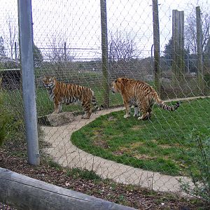 Yenna and Gamin the Amur Tigers at Marwell Zoo, 8 March 2009