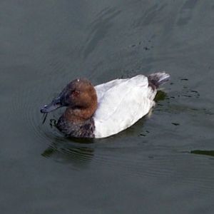 Canvasback (Aythya valisineria)