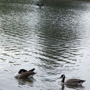 Canada geese (Branta canadensis)
