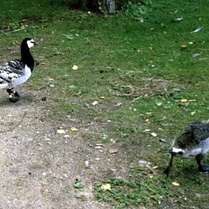 Barnacle geese (Branta leucopsis)