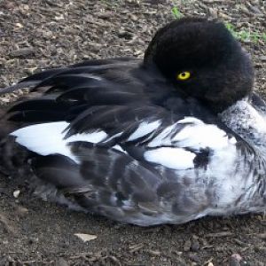 Goldeneye (Bucephala clangula)