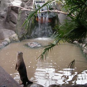 Smooth coated otter pool, RSCC, Kent