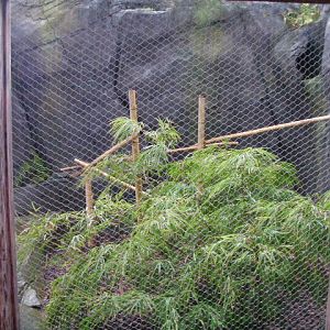 Civet cage, RSCC, Kent