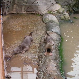 Smooth coated otters, RSCC, Kent