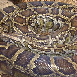 Burmese Python