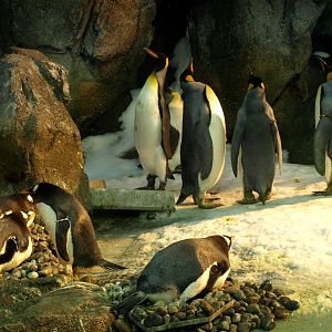Odense Zoo - Antarctic penguins