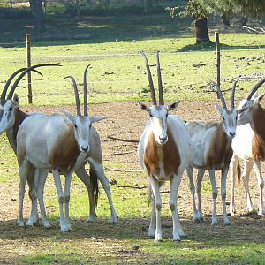 Scimitar Oryx at Badoca Safari Park