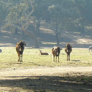 White Tail Gnu at Badoca Safari Park