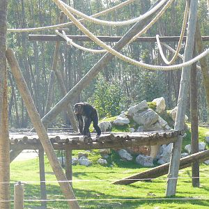Rebeca (Chimp) at Badoca Safari Park