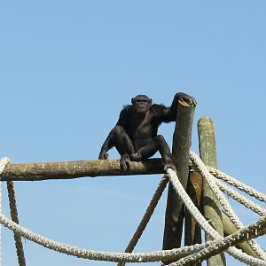 Jonas (Chimp) at Badoca Safari Park