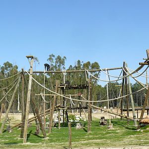 New enclosure for the Chimp - Badoca Safari Park