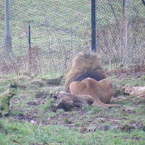 Rear view of Spike the African lion in Lions of the Serengeti exhibit at Wh