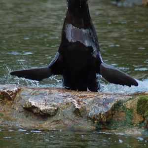 Jumping up from water